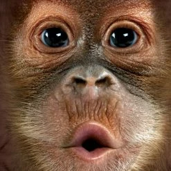 Bewild Baby Orangutan Big Face Men's T-Shirt 10 Bewild Baby Orangutan Big Face Men's T-Shirt