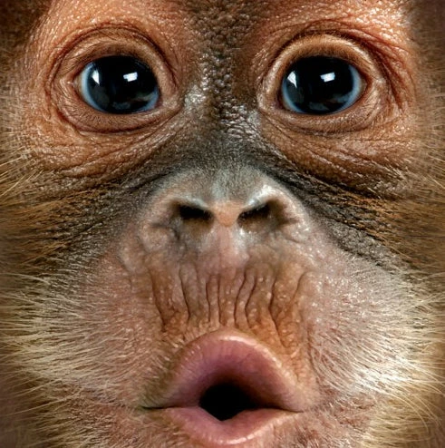 Bewild Baby Orangutan Big Face Men's T-Shirt 6 Bewild Baby Orangutan Big Face Men's T-Shirt