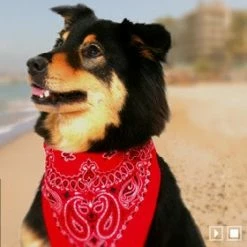 Bewild Bandanas - Purple Camo Bandana