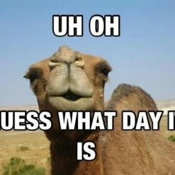 Cool Funny & Offensive Bewild Guess What Day It Is? Camel Hump Day Adult Hoodie