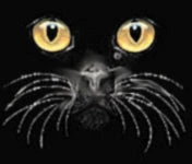 Bewild Cool Funny & Offensive Black Cat Face Girls T-Shirt