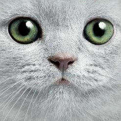 Bewild The Mountain Apparel Green Eyes Cat Big Face Men's T-Shirt