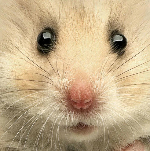 Bewild The Mountain Apparel Hamster Big Face Men's T-Shirt 6 Bewild The Mountain Apparel Hamster Big Face Men's T-Shirt