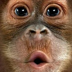 Bewild Kid's Baby Orangutan Big Face T-Shirt The Mountain Apparel