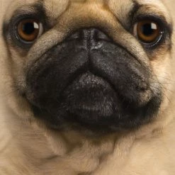 Bewild The Mountain Apparel Pug Big Face Men's T-Shirt