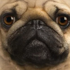 Bewild The Mountain Apparel Pug Big Face Men's T-Shirt