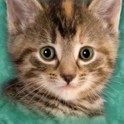 Bewild Tyler The Kitten Big Face Men's T-Shirt