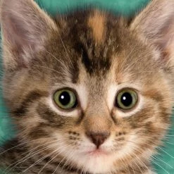 Bewild Tyler The Kitten Big Face Men's T-Shirt