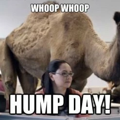Bewild Cool Funny & Offensive Hump Day Camel Girl's T- Shirt