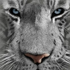 Bewild The Mountain Apparel White Tiger Big Face Men's T-Shirt